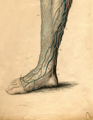 Nerve Disorders of the Foot and Ankle